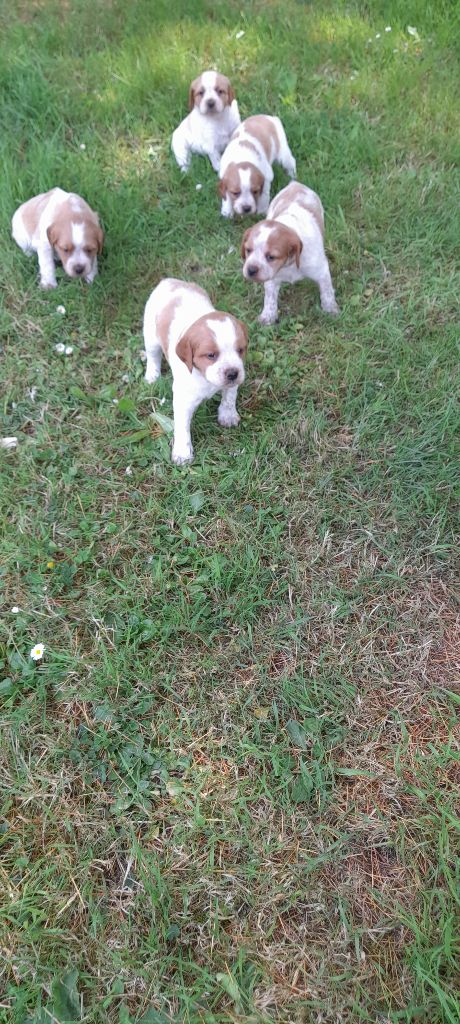 chiot Epagneul Breton Du Hameau De Rachinette