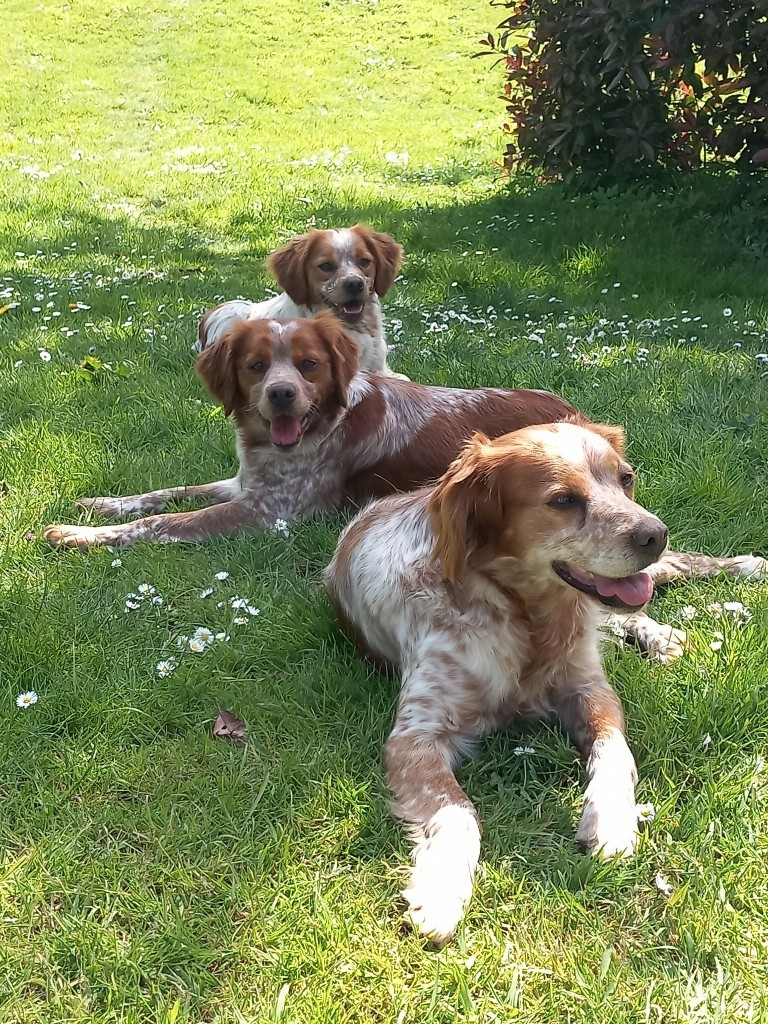 Nos chiens