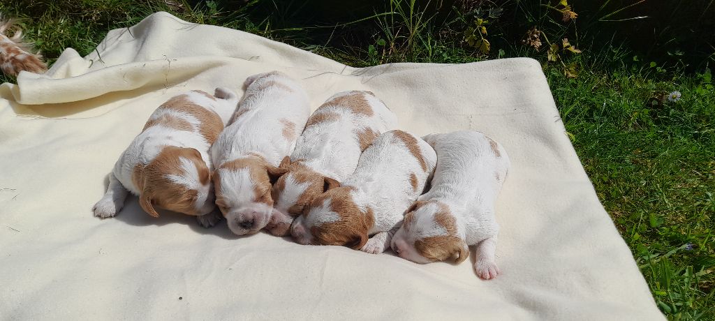 Chiot Epagneul Breton Du Hameau De Rachinette