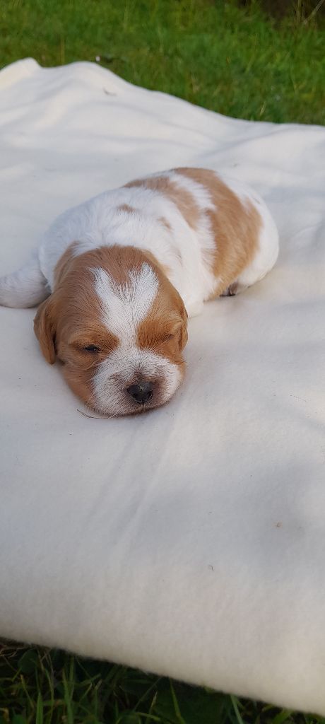 Du Hameau De Rachinette - Chiots disponibles - Epagneul Breton